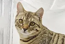 British Shorthair & Bengal