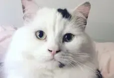 Maine Coon &
Ragdoll