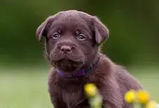 Labrador Retriever Puppy