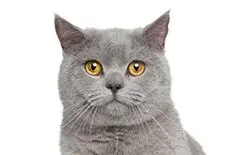 British Shorthair Adult