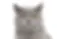 British Shorthair Adult