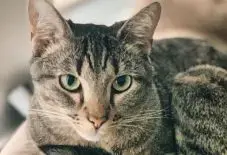 Maine Coon &
Domestic Shorthair