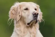 Golden Retriever Senior