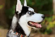 Gerberian Shepsky