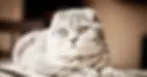 Scottish Fold