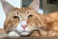 Maine Coon &
Domestic Longhair