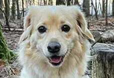 Golden Dox