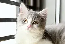 British Shorthair & Persian