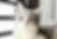 British Shorthair & Persian