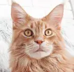 Red & White Tabby