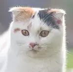 Calico