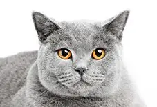British Shorthair Senior