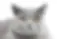 British Shorthair Senior