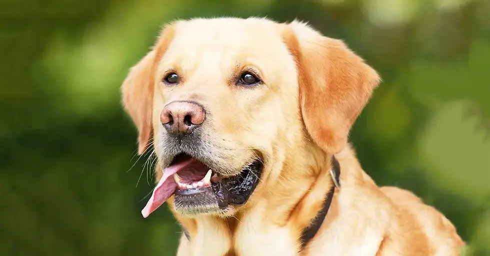 Labrador Retriever
