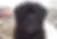 Schnoodle