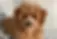 Maltipoo