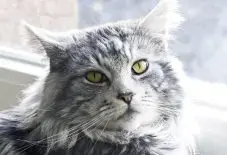 Maine Coon Senior