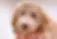 Labradoodle