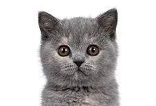 British Shorthair Kitten