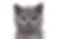 British Shorthair Kitten