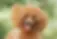 Poodle Adult