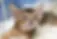 Abyssinian Cat Kitten