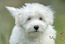 coton de tulear