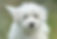 coton de tulear