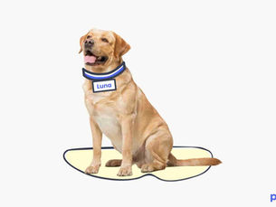 dog sitting on a cartoon yellow blob with a cartoon collar that reads "Luna"