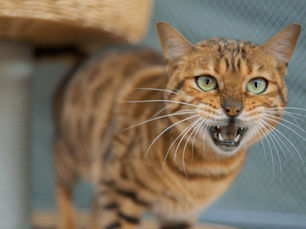 Why Is My Cat Yowling? 5 Common Reasons