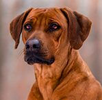 rhodesian ridgeback