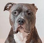 American Pit Bull Terrier
