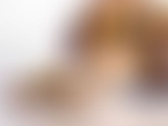 dog looking at a plate of chicken on the table