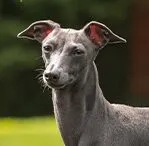 whippet