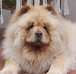 chow chow