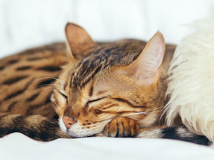 cat sleeping on a fluffy pillow