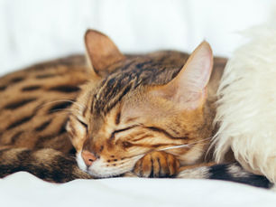 cat sleeping on a fluffy pillow