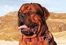 Tibetan Mastiff
Rottweiler
