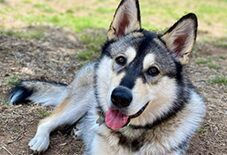 Samoyed
Siberian Husky
