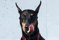 Doberman
Greyhound