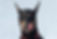 Doberman
Greyhound