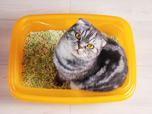 cat in a litter box looking up