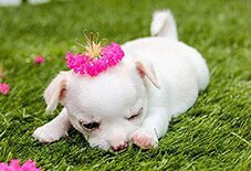 Chihuahua