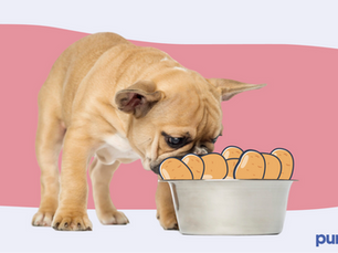 dog sniffing a bunch of potatoes in a bowl