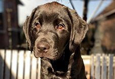 Newfoundland Dog
Rottweiler