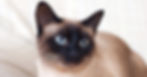 Siamese