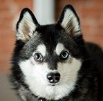 alaskan klee kai