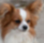 Papillon