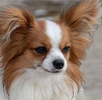 Papillon