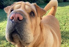 Shar-Pei & German Shepherd Mix